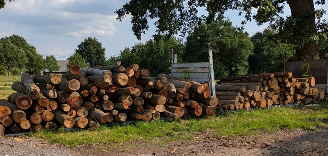 Rundholzstapel — frisch geschlagene Stämme warten auf die Verarbeitung